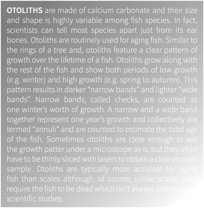 Otoliths are made of calcium carbonate and their size and shape is highly variable among fish species. In fact, scien...