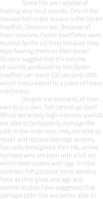  Some fish are capable of making very loud sounds. One of the noisiest fish in the oceans is the Oyster toadfish, Ops...