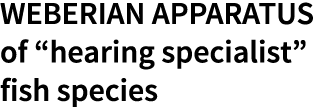 Weberian apparatus of “hearing specialist” fish species
