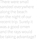 There were small sandeel everywhere along the beach on the night of our recent trip. Surely it was a good omen and th...