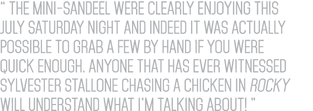 “ The mini-sandeel were clearly enjoying this July Saturday night and indeed it was actually possible to grab a few b...