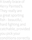 A lovely brace of Kerry Painted’s. They really are a great sporting fish - beautiful, hard fighting and catchable, pr...