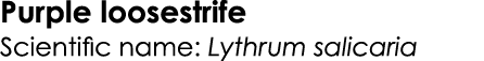 Purple loosestrife Scientific name: Lythrum salicaria
