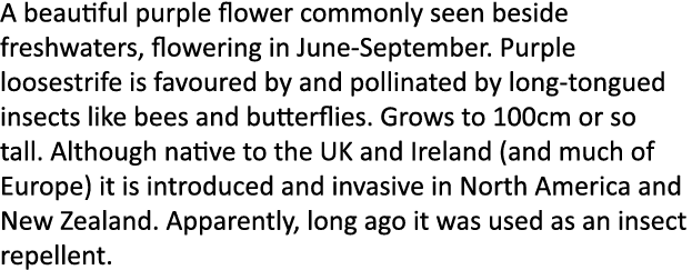 A beautiful purple flower commonly seen beside freshwaters, flowering in June-September. Purple loosestrife is favour...