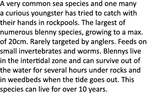 A very common sea species and one many a curious youngster has tried to catch with their hands in rockpools. The larg...