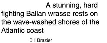 Cover shot: A stunning, hard fighting Ballan wrasse rests on the wave-washed shores of the Atlantic coast Photo credi...