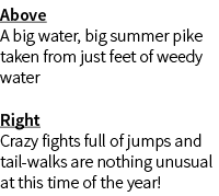 Above A big water, big summer pike taken from just feet of weedy water Right Crazy fights full of jumps and tail-walk...