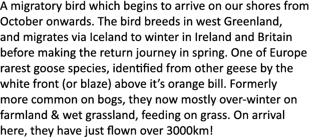 A migratory bird which begins to arrive on our shores from  October onwards. The bird breeds in west Greenland, and m...