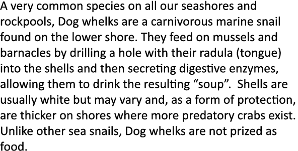 A very common species on all our seashores and rockpools, Dog whelks are a carnivorous marine snail found on the lowe...