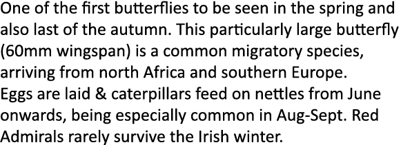 One of the first butterflies to be seen in the spring and also last of the autumn. This particularly large butterfly ...