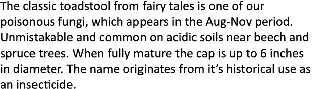 The classic toadstool from fairy tales is one of our poisonous fungi, which appears in the Aug-Nov period. Unmistakab...