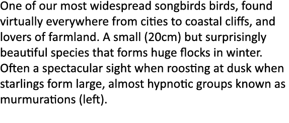 One of our most widespread songbirds birds, found virtually everywhere from cities to coastal cliffs, and lovers of f...