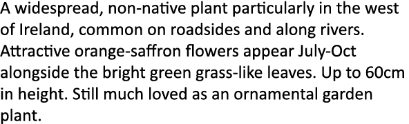 A widespread, non-native plant particularly in the west of Ireland, common on roadsides and along rivers. Attractive ...