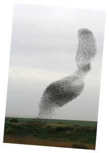 Starlings escaping Hobby falcon!!!