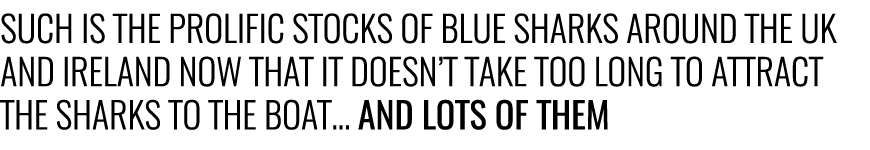 Such is the prolific stocks of blue sharks around the UK and Ireland now that it doesn’t take too long to attract the...