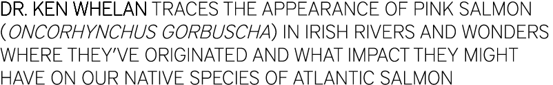 Dr. Ken Whelan traces the appearance of pink salmon (Oncorhynchus gorbuscha) in Irish rivers and wonders where they’v...
