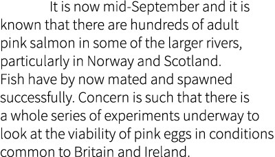 It is now mid-September and it is known that there are hundreds of adult pink salmon in some of the larger rivers, p...