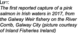 Left: The first reported capture of a pink salmon in Irish waters in 2017, from the Galway Weir fishery on the River ...