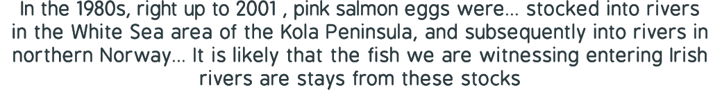In the 1980s, right up to 2001 , pink salmon eggs were... stocked into rivers in the White Sea area of the Kola Penin...