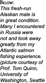 Below: This fresh-run Alaskan male is in great condition. Many I encountered in Russia were not and took away greatly...