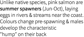 Unlike native species, pink salmon are summer spawners (Jun-Oct), laying eggs in rivers & streams near the coast. Col...