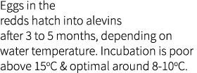Eggs in the redds hatch into alevins after 3 to 5 months, depending on water temperature. Incubation is poor above 15...