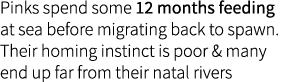 Pinks spend some 12 months feeding at sea before migrating back to spawn. Their homing instinct is poor & many end up...