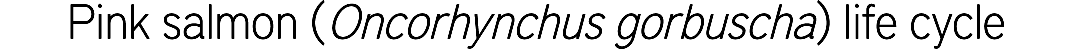Pink salmon (Oncorhynchus gorbuscha) life cycle