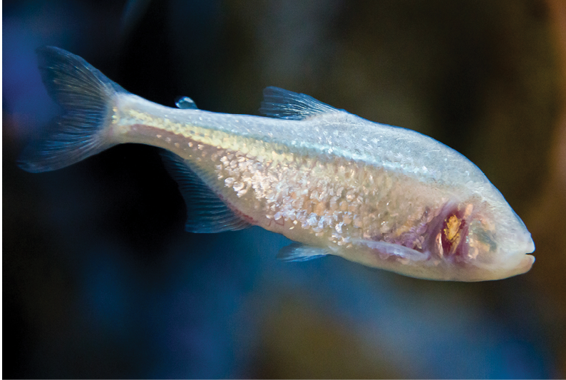 E5BW79 aquarium fish with no eyes - Astyanax fasciatus mexicanus - Blind Cave Fish