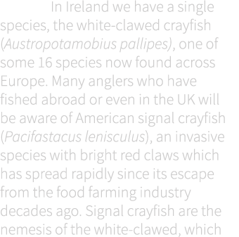  In Ireland we have a single species, the white-clawed crayfish (Austropotamobius pallipes), one of some 16 species n...