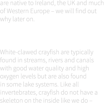 are native to Ireland, the UK and much of Western Europe – we will find out why later on. Habitats & feeding White-cl...
