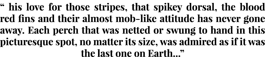 “ his love for those stripes, that spikey dorsal, the blood red fins and their almost mob-like attitude has never gon...