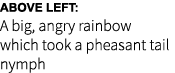 Above left: A big, angry rainbow which took a pheasant tail nymph