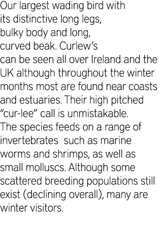 Our largest wading bird with its distinctive long legs, bulky body and long, curved beak. Curlew’s can be seen all ov...