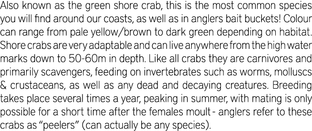 Also known as the green shore crab, this is the most common species you will find around our coasts, as well as in an...