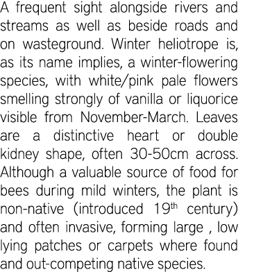 A frequent sight alongside rivers and streams as well as beside roads and on wasteground. Winter heliotrope is, as it...