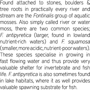 Found attached to stones, boulders & tree roots in practically every river and stream are the Fontinalis group of aqu...