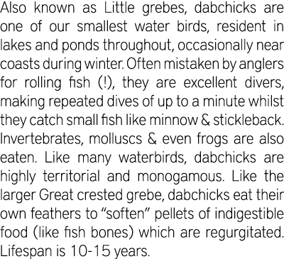 Also known as Little grebes, dabchicks are one of our smallest water birds, resident in lakes and ponds throughout, o...