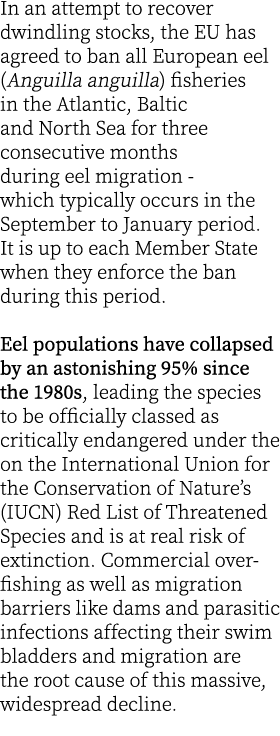 In an attempt to recover dwindling stocks, the EU has agreed to ban all European eel (Anguilla anguilla) fisheries in...