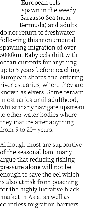European eels spawn in the weedy Sargasso Sea (near Bermuda) and adults do not return to freshwater following this mo...