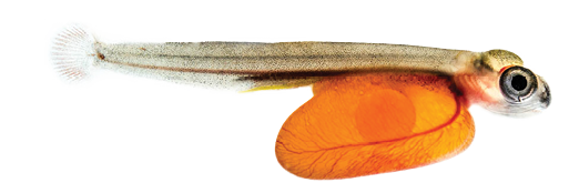 Coho Salmon alevin a few days old.