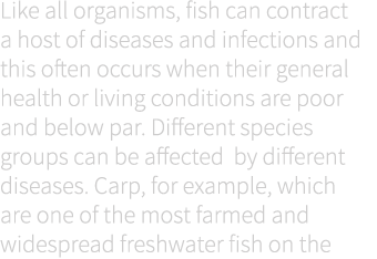Like all organisms, fish can contract a host of diseases and infections and this often occurs when their general heal...