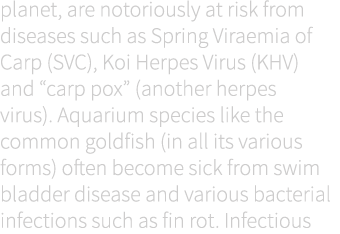 planet, are notoriously at risk from diseases such as Spring Viraemia of Carp (SVC), Koi Herpes Virus (KHV) and “carp...