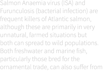 Salmon Anaemia virus (ISA) and Furunculosis (bacterial infection) are frequent killers of Atlantic salmon, although t...