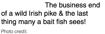 Cover shot: The business end of a wild Irish pike & the last thing many a bait fish sees! Photo credit: Bill Brazier