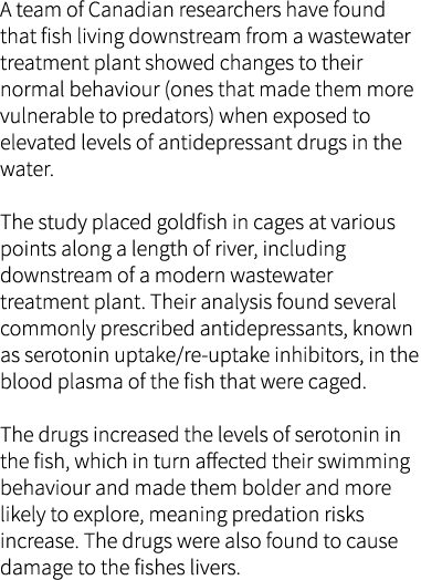 A team of Canadian researchers have found that fish living downstream from a wastewater treatment plant showed change...