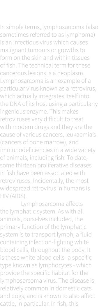 What is lymphosarcoma and what does it do? In simple terms, lymphosarcoma (also sometimes referred to as lymphoma) is...