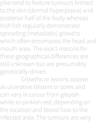 pike tend to feature tumours limited to the skin (dermal hyperplasia) and posterior half of the body whereas Irish fi...