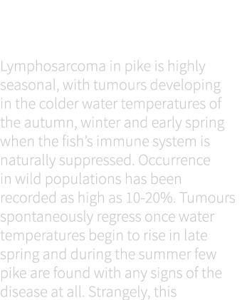 When does it occur & how does it spread? Lymphosarcoma in pike is highly seasonal, with tumours developing in the col...