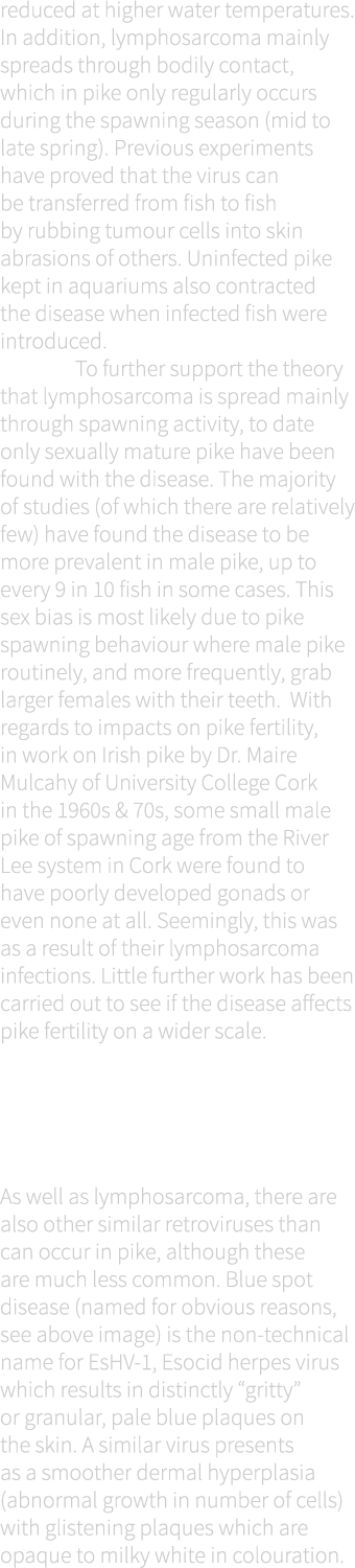 reduced at higher water temperatures. In addition, lymphosarcoma mainly spreads through bodily contact, which in pike...